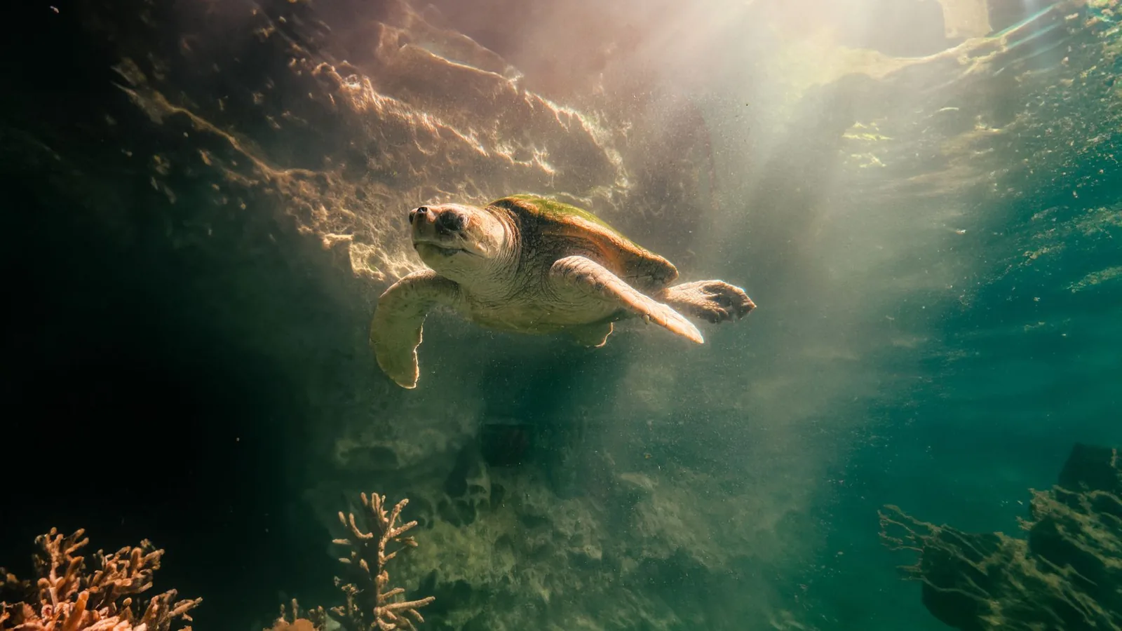 Une tortue caouanne Caretta Caretta nageant dans les eaux claires de la mer Ionienne, à Céphalonie