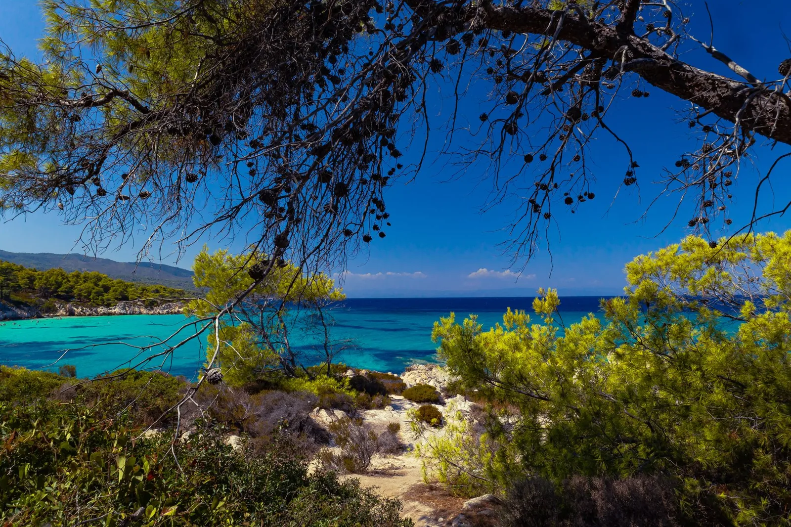 Crique turquoise bordée de pins en Sithonia, Chalcidique