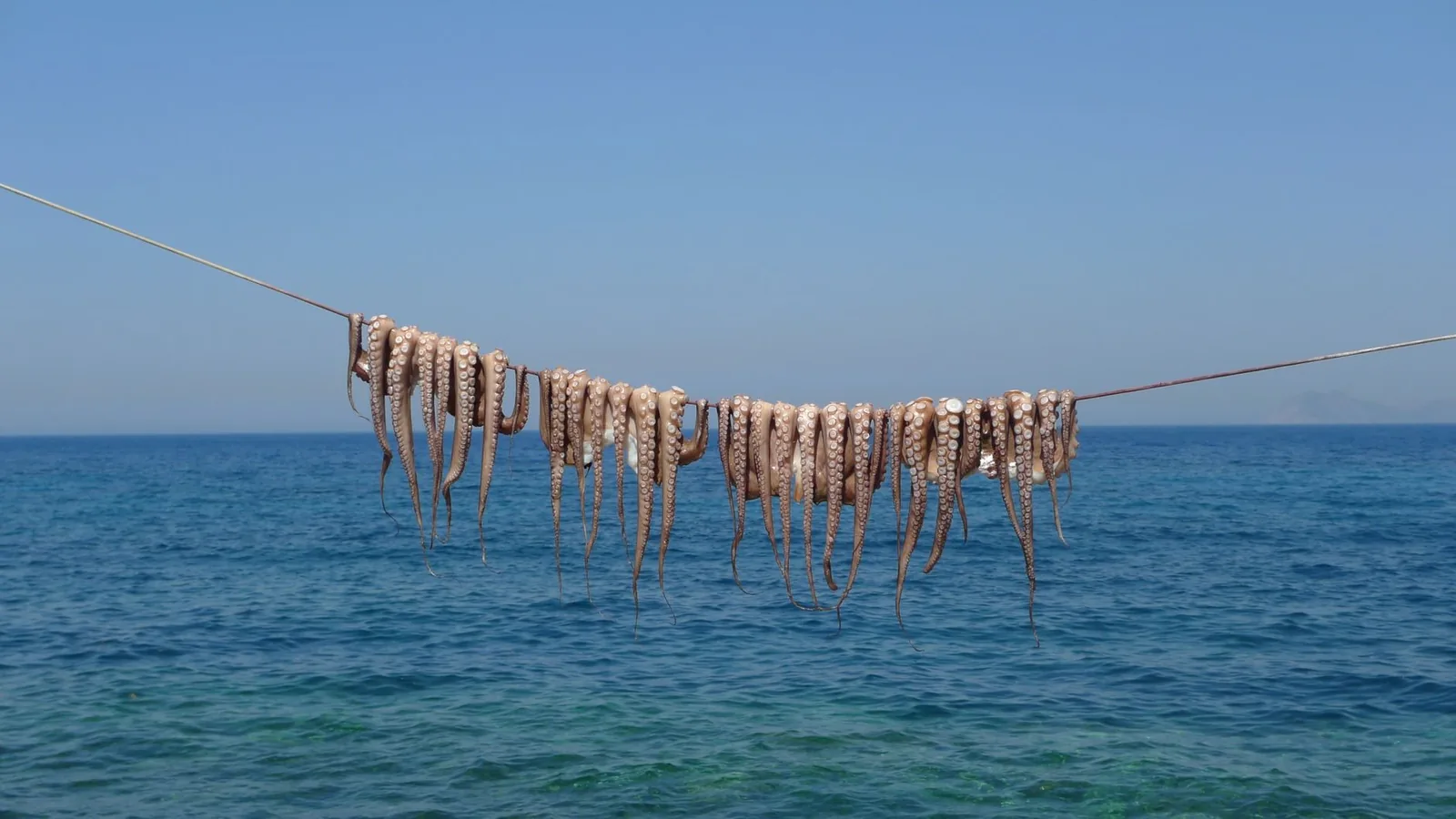 Poulpes suspendus à un fil pour sécher au soleil devant la mer Égée, devant une taverne grecque de bord de mer