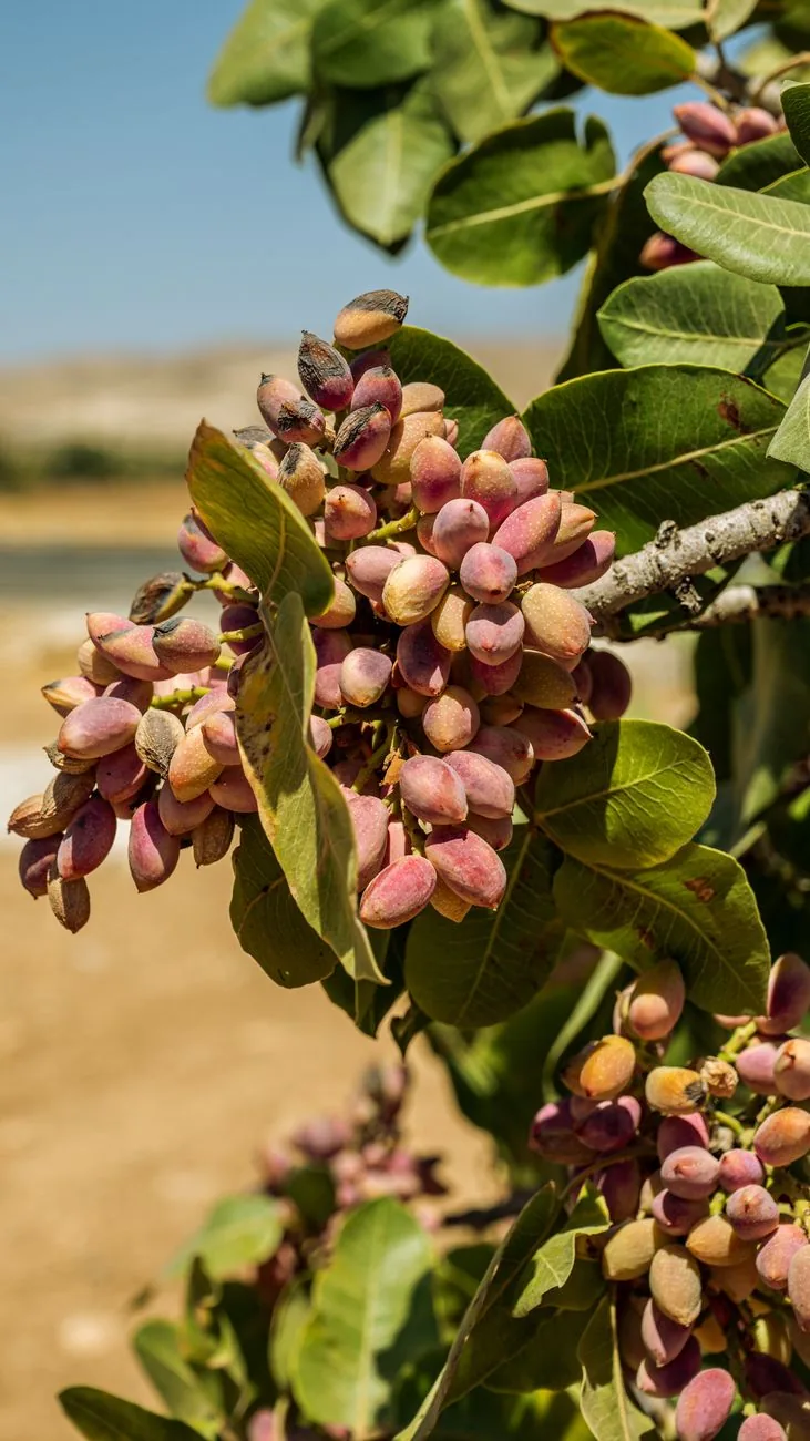 Grappes de pistaches roses mûrissant sur un pistachier dans un verger aride, culture emblématique de l'île d'Égine