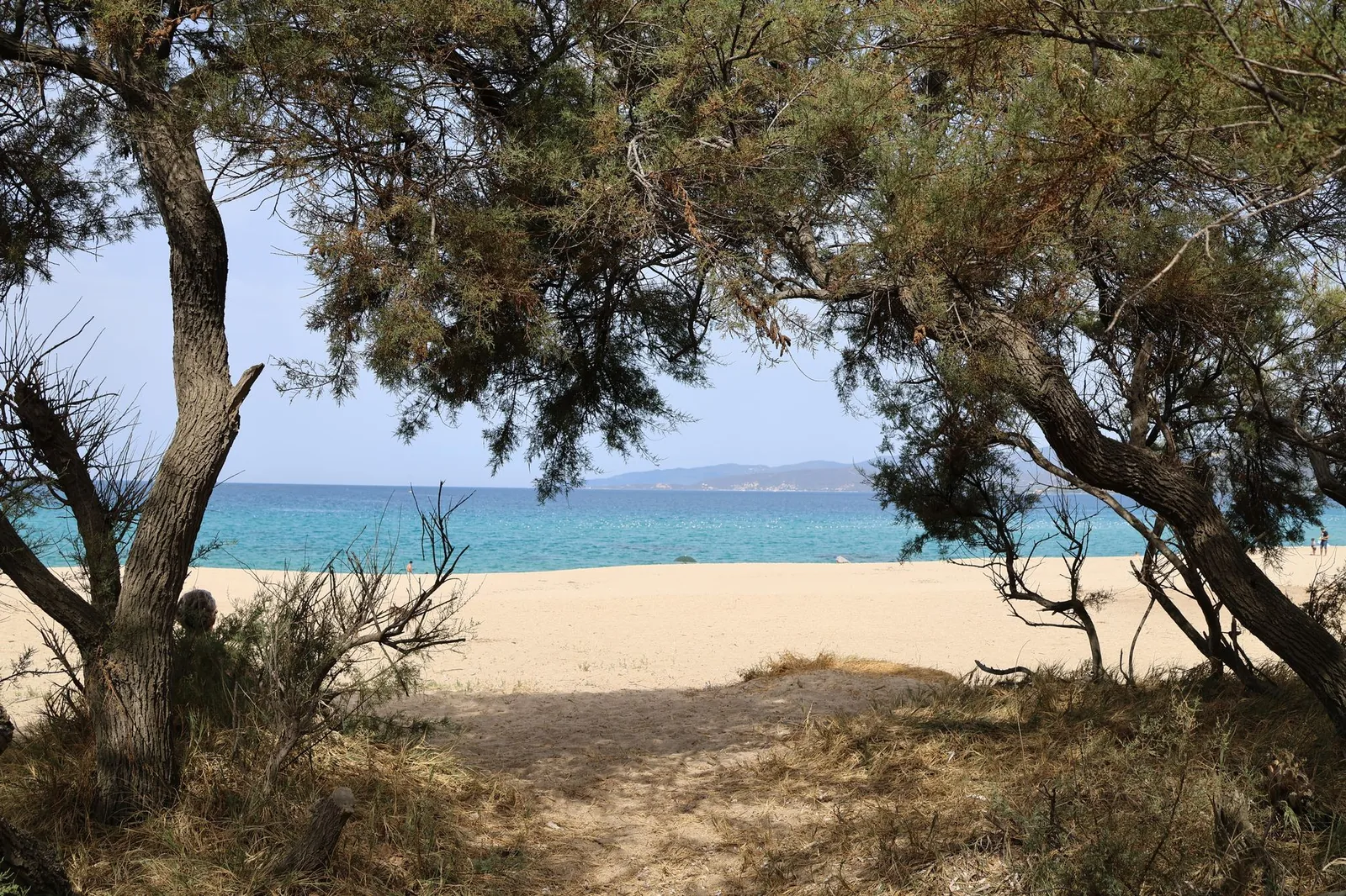 Plage de sable clair bordée de tamaris devant une eau turquoise, sur une île du golfe Saronique en Grèce