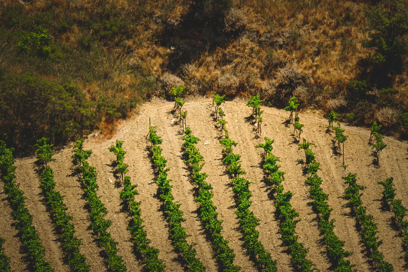 Rangées de vignes de la route des vins d'Archanes dans les collines au sud d'Héraklion en Crète
