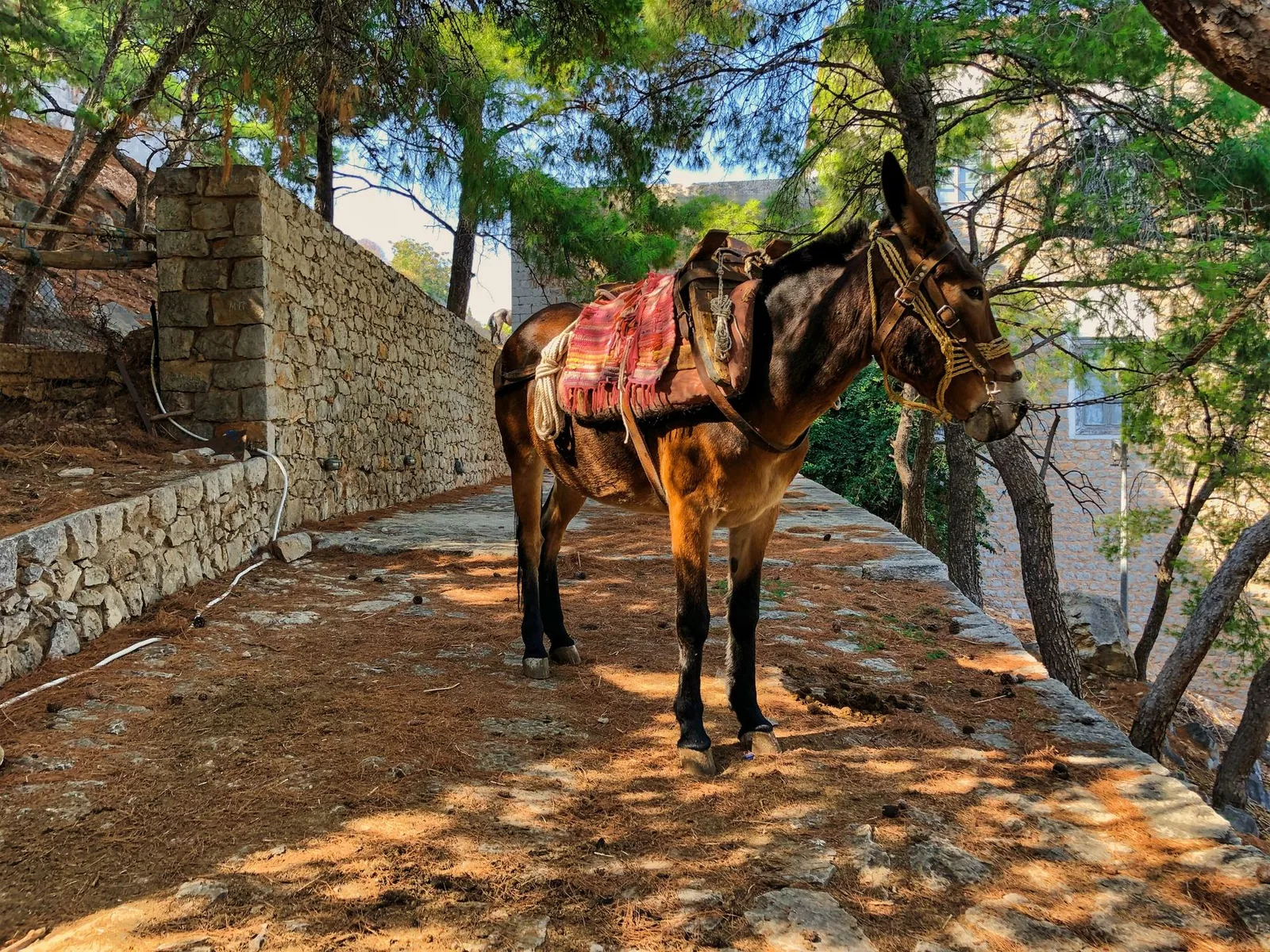 Mule bâtée d'une selle traditionnelle sur un chemin de pierre bordé de murets, à Hydra en Grèce