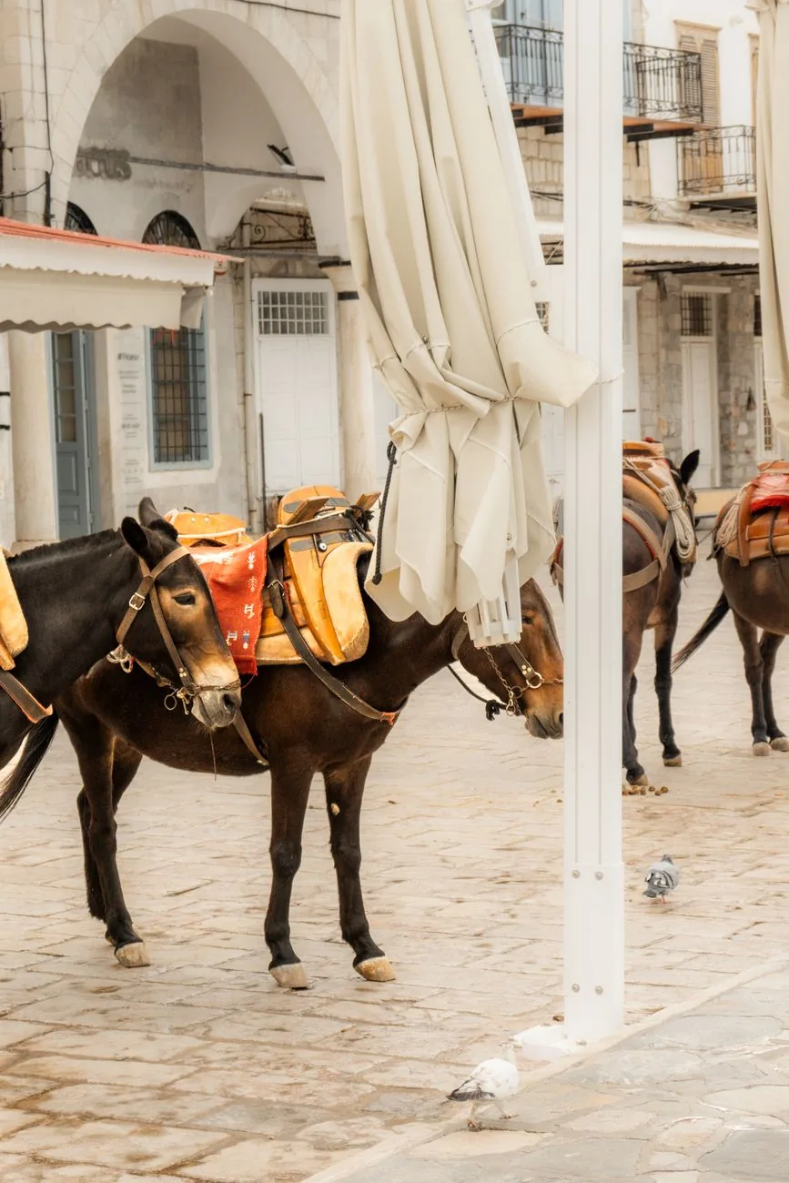 Mules bâtées de selles de bois et de tapis colorés attendant sur le quai pavé du port d'Hydra
