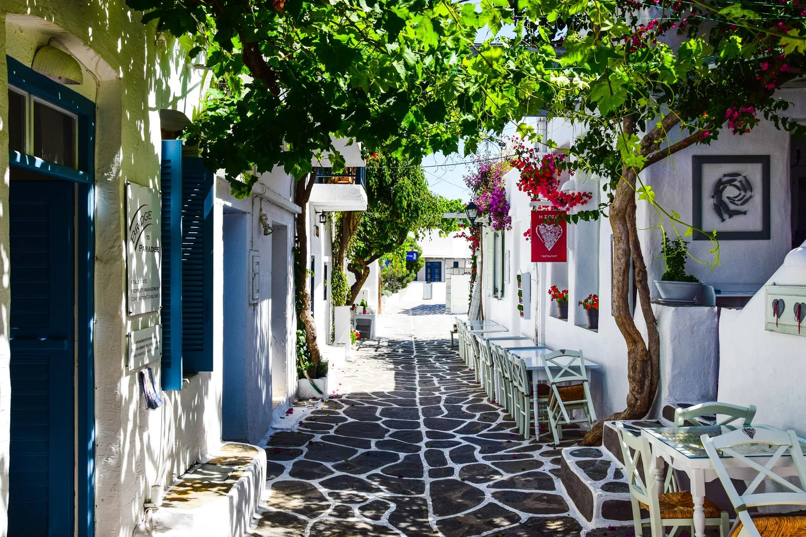 Ruelle pavée bordée de maisons blanches à volets bleus, sous une treille et des bougainvilliers, dans un village de Milos
