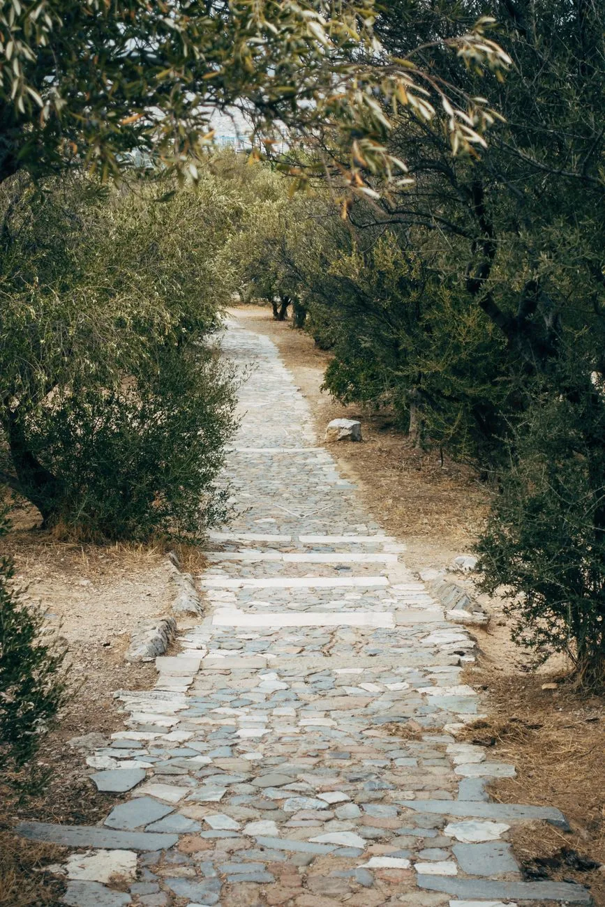 Chemin dallé de pierre ombragé par des oliviers, sur l'ancienne route byzantine de l'arrière-pays de Paros
