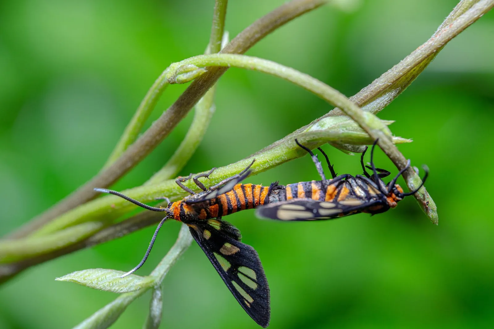Papillons tigrés accouplés sur une feuille, l'espèce qui envahit la vallée de Petaloudes à Paros en été