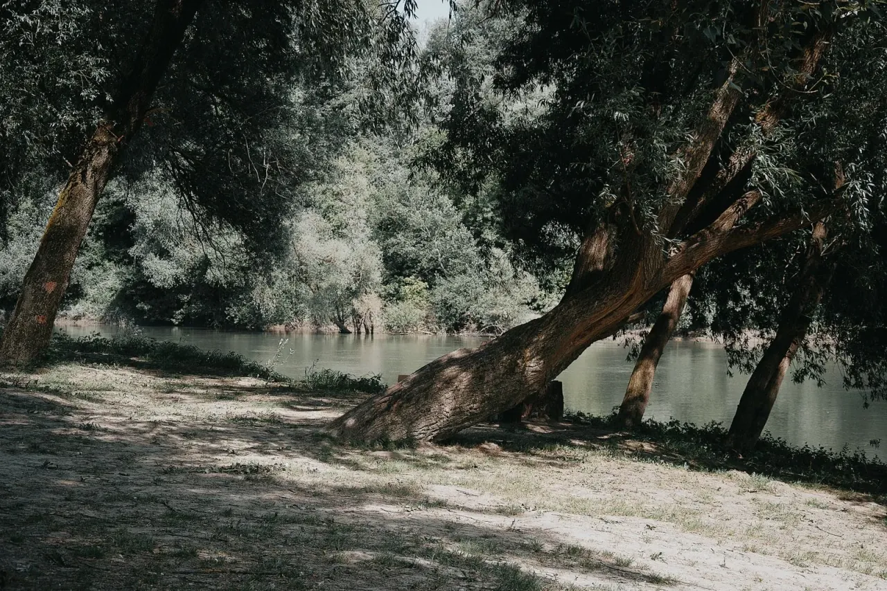 Oliviers en Grèce