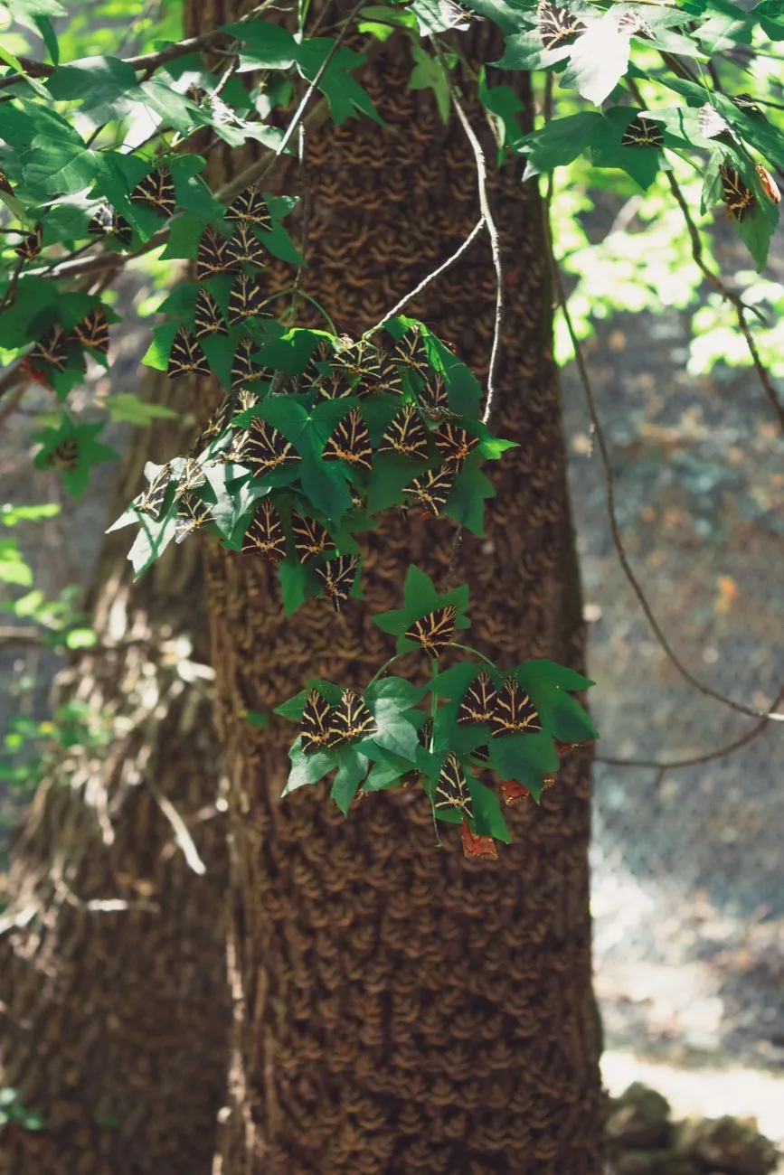 Papillons tigrés posés sur un tronc d'arbre dans la Vallée des Papillons à Rhodes