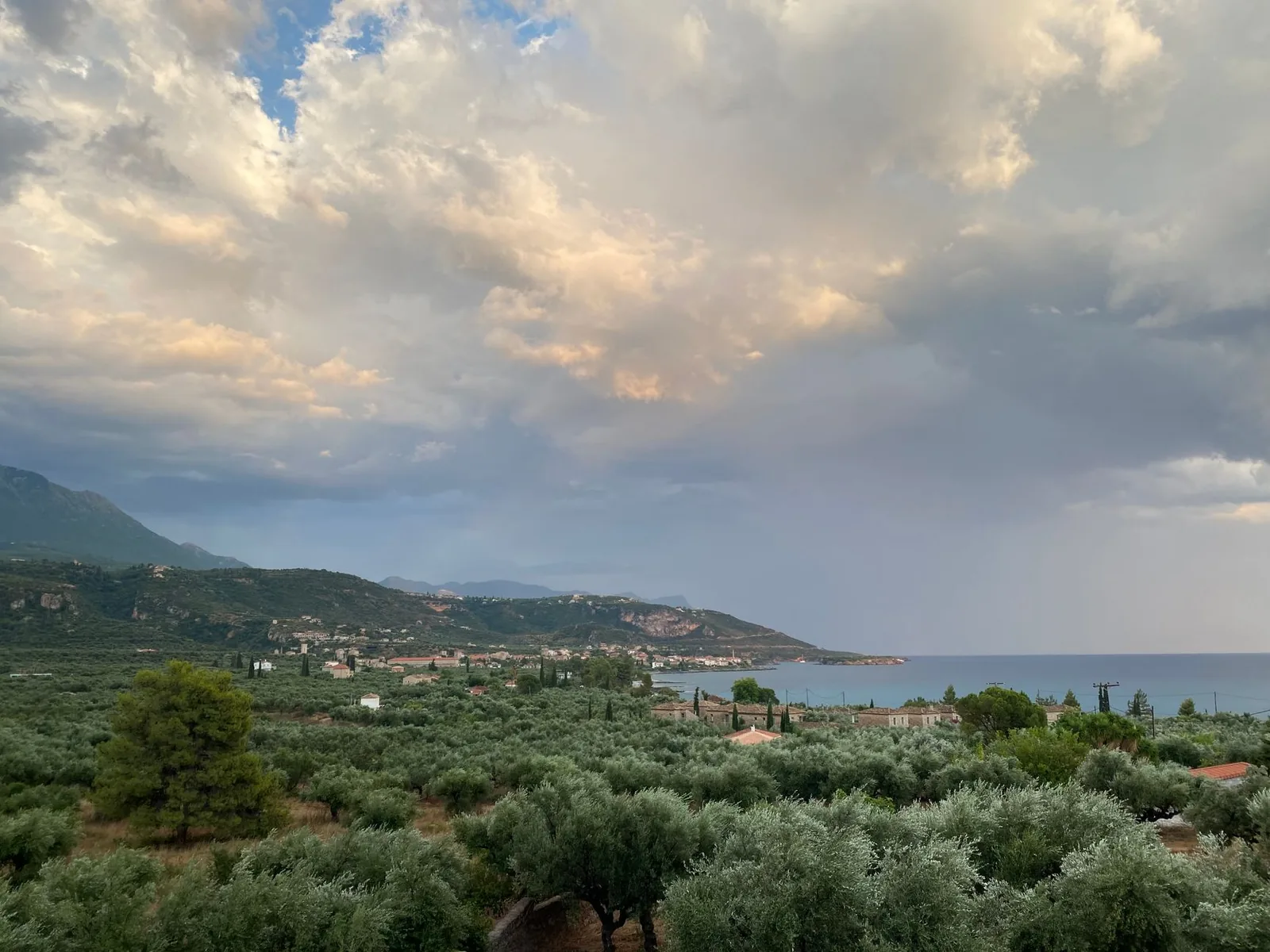 Oliveraie de Messénie près de Kalamata, avec le golfe et les montagnes au loin