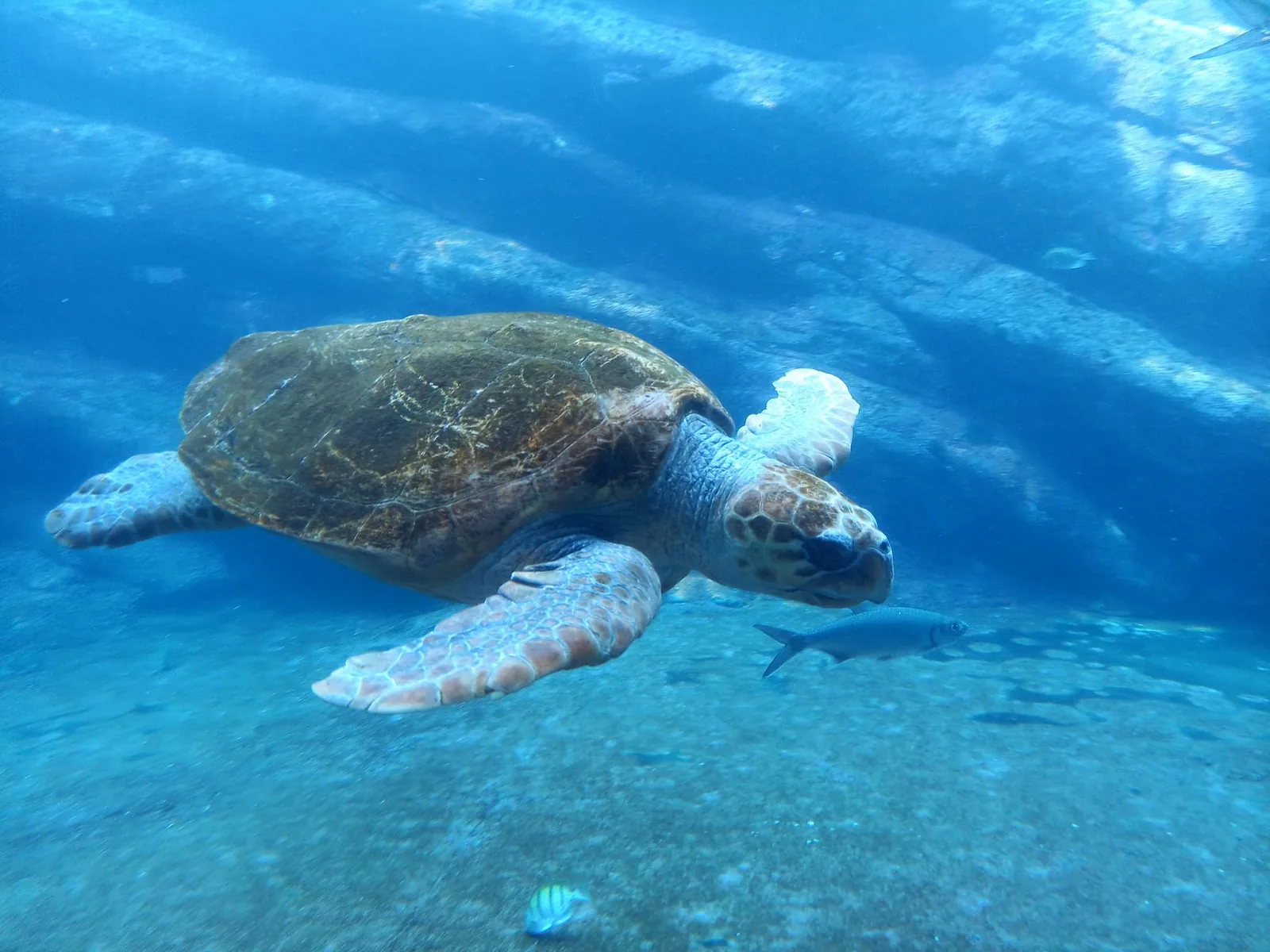 Tortue caouanne Caretta Caretta nageant dans les eaux claires du golfe de Laganas, à Zante